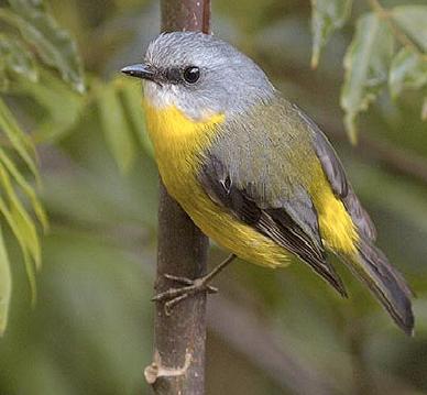 Eastern yellow robin